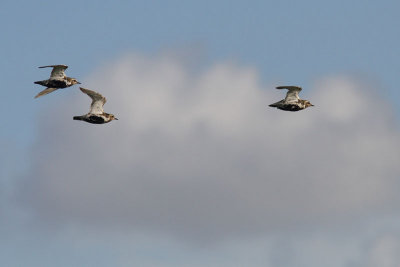 Pluvialis apricaria - Eurasian Golden Plover