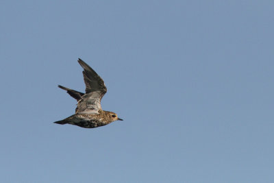 Pluvialis apricaria - Eurasian Golden Plover