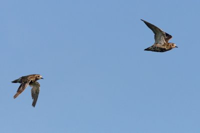 Pluvialis apricaria - Eurasian Golden Plover