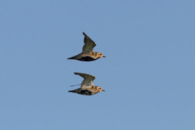 Pluvialis apricaria - Eurasian Golden Plover