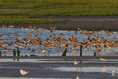 High-tide Roost