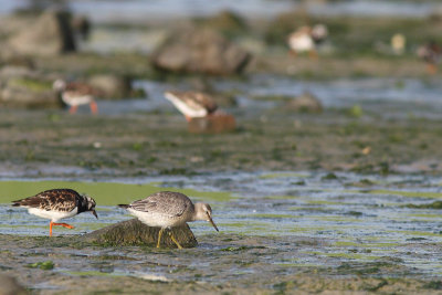 Arenaria interpress / Ruddy Turnstone with Calidris canutus / Red Knot (r)