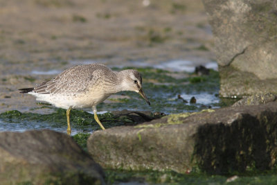 Calidris canutus - Red Knot