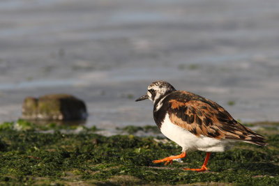 Arenaria interpres - Ruddy Turnstone