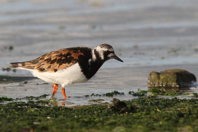 Arenaria interpres - Ruddy Turnstone