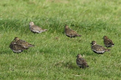 Pluvialis apricaria - Eurasian Golden Plover