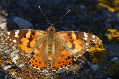 Vanessa cardui - Painted Lady