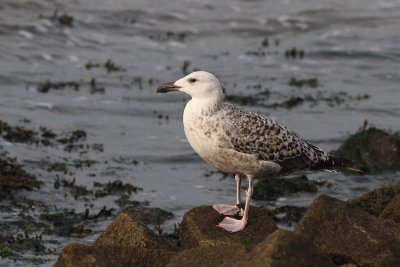 Larus marinus - Great Black-backed Gull, 2 CY