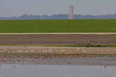 High-tide roost with Bar-tailed Godwits and Black-headed Gulls