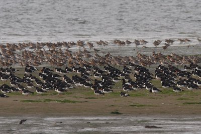 High-tide roost with Oystercatchers and Bar-tailed Godwits