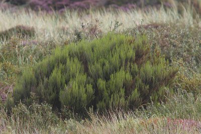 Erica scoparia - Besom Heath