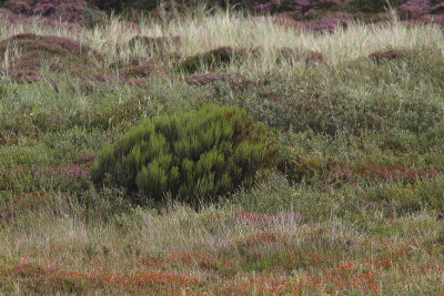 Erica scoparia - Besom Heath