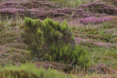 Erica scoparia - Besom Heath