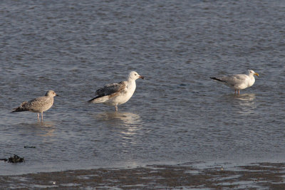 Larus marinus / Great Black-backed Gull (2 CY) between Larus argentatus / Herring gulls
