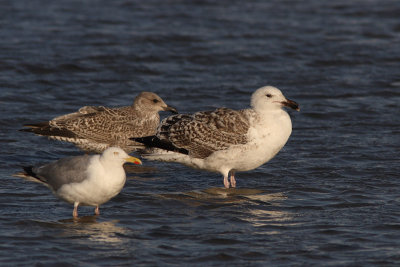 Larus marinus / Great Black-backed Gull (2 CY) between L. argentatus / Herring Gull