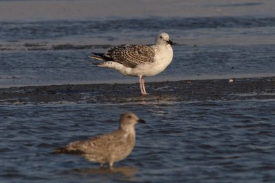Larus marinus - Great Black-backed Gull, 2 CY