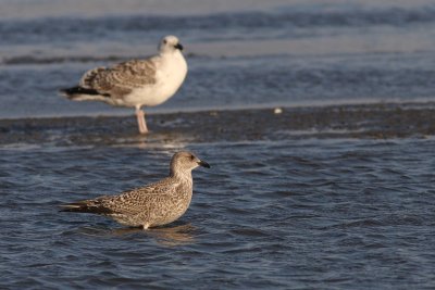 Larus argentatus - Herring Gull