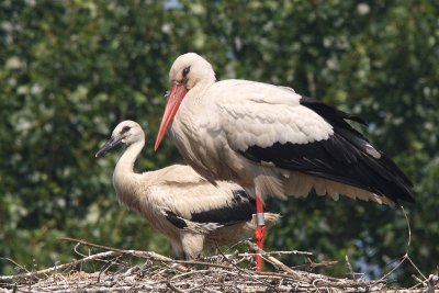 Ciconia ciconia - White Stork