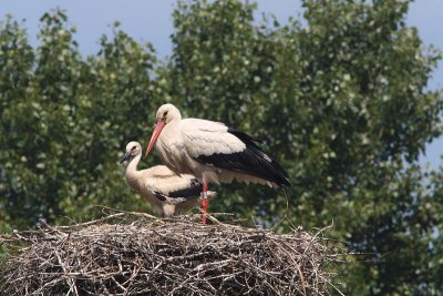 Ciconia ciconia - White Stork