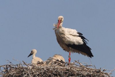 Ciconia ciconia - White Stork