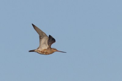 Limosa lapponica - Bar-tailed Godwit