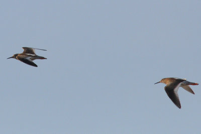 Tringa totanus - Common Redshank