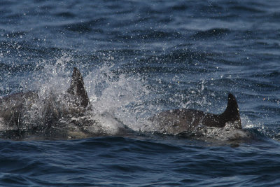 Delphinus capensis - Long-beaked Dolphin