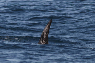 Grampus griseus - Risso's Dolphin