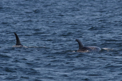 Grampus griseus - Risso's Dolphin