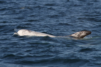 Grampus griseus - Risso's Dolphin
