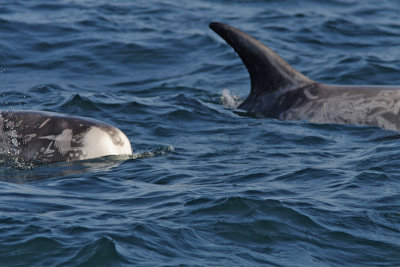 Grampus griseus - Risso's Dolphin