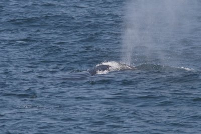 Balaenoptera physalus - Fin Whale
