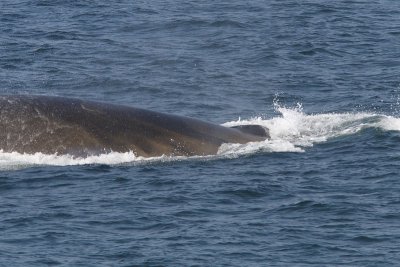 Balaenoptera physalus - Fin Whale
