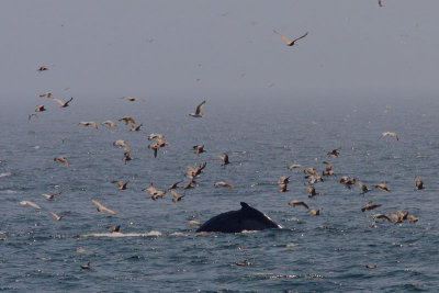 Megaptera novaeangliae - Humpback Whale