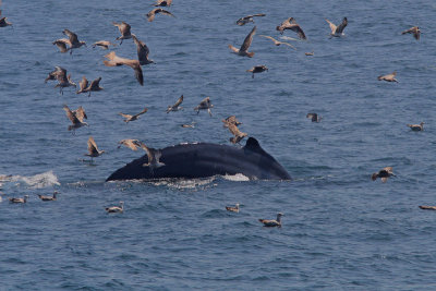 Megaptera novaeangliae - Humpback Whale