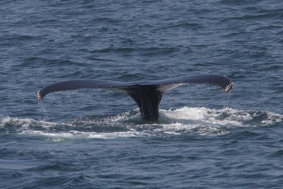 Megaptera novaeangliae - Humpback Whale