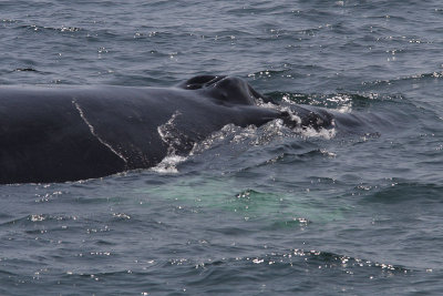 Megaptera novaeangliae - Humpback Whale