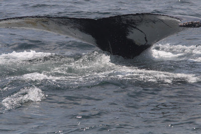Megaptera novaeangliae - Humpback Whale