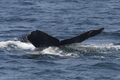 Megaptera novaeangliae - Humpback Whale