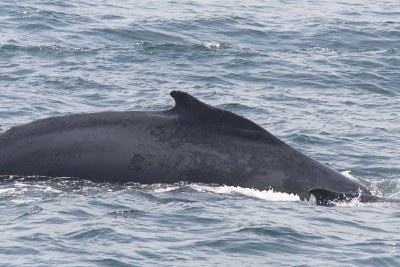 Megaptera novaeangliae - Humpback Whale
