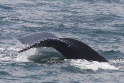 Megaptera novaeangliae - Humpback Whale