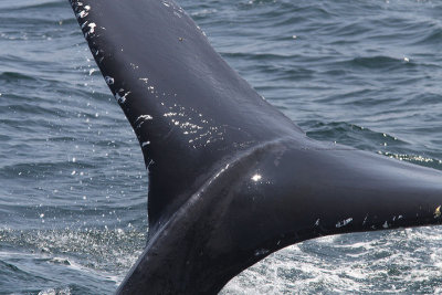 Megaptera novaeangliae - Humpback Whale