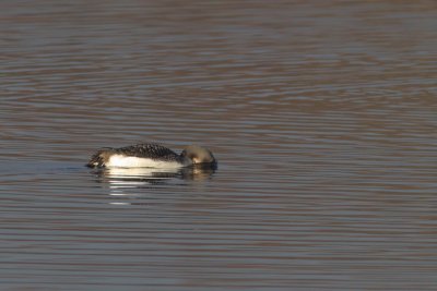 Gavia arctica - Black-throated Diver