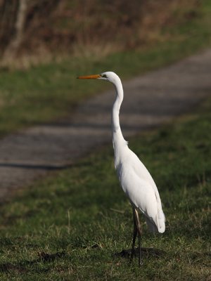 Casmerodius albus albus - Western Great Egret