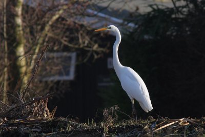 Casmerodius albus albus - Western Great Egret