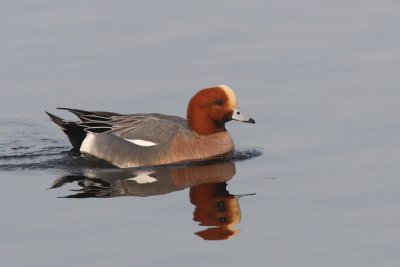 Anas penelope - Eurasian Wigeon