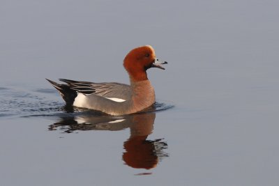 Anas penelope - Eurasian Wigeon