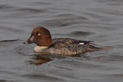 g3/56/840356/3/110226442.Kzg6VI7J.jpg