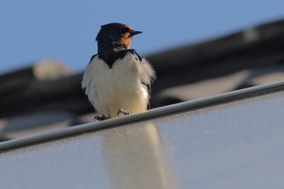 Hirundo rustica - Barn Swallow