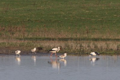 Ciconia ciconia - White Stork